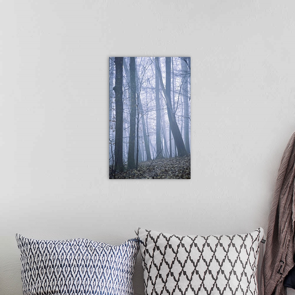 A bohemian room featuring Foggy woods