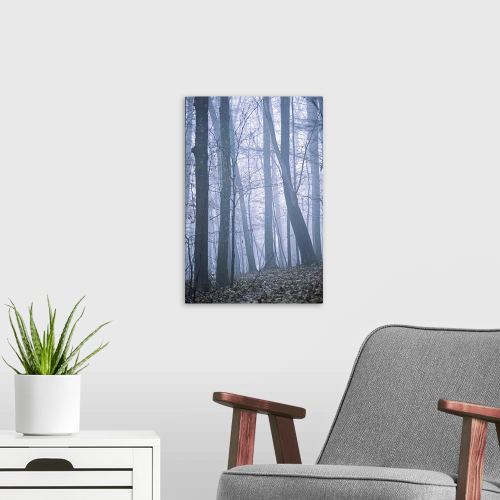 A modern room featuring Foggy woods
