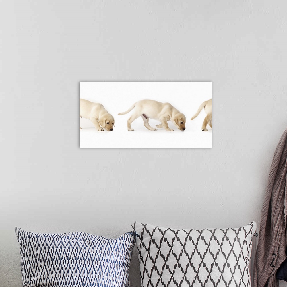 A bohemian room featuring Labrador Retriever Puppy walking, montage