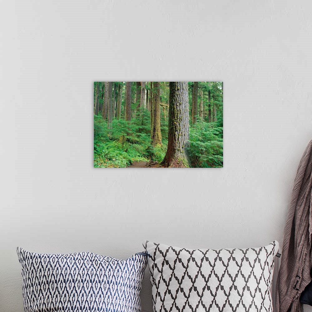 A bohemian room featuring Forest Of Old Growth Douglas Firs