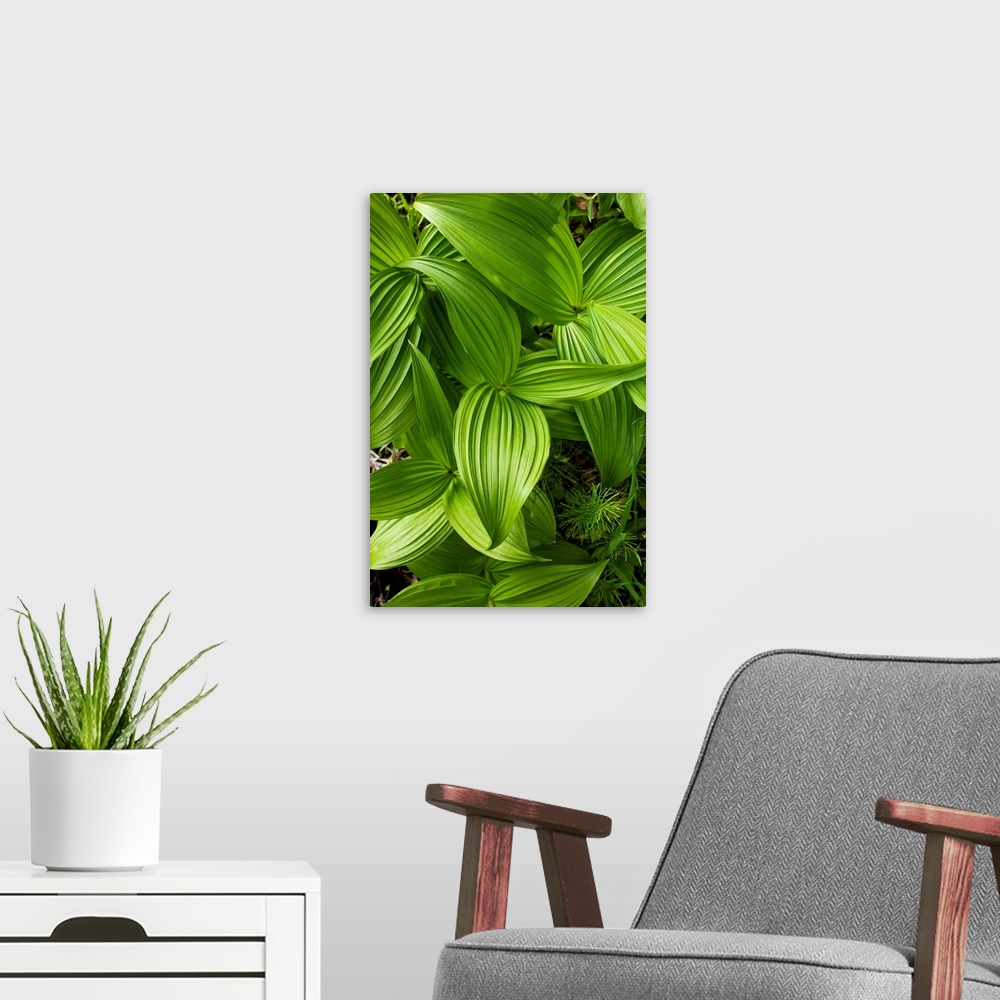 A modern room featuring USA, New Hampshire, Woodstock, Leaves from Trillium (Liliaceae f.) along Sawyer Highway in White ...