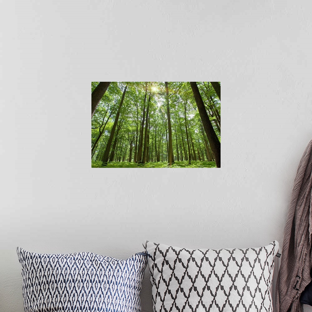 A bohemian room featuring Docor perfect for the home or office of a photograph taken inside a thick forest while looking up...