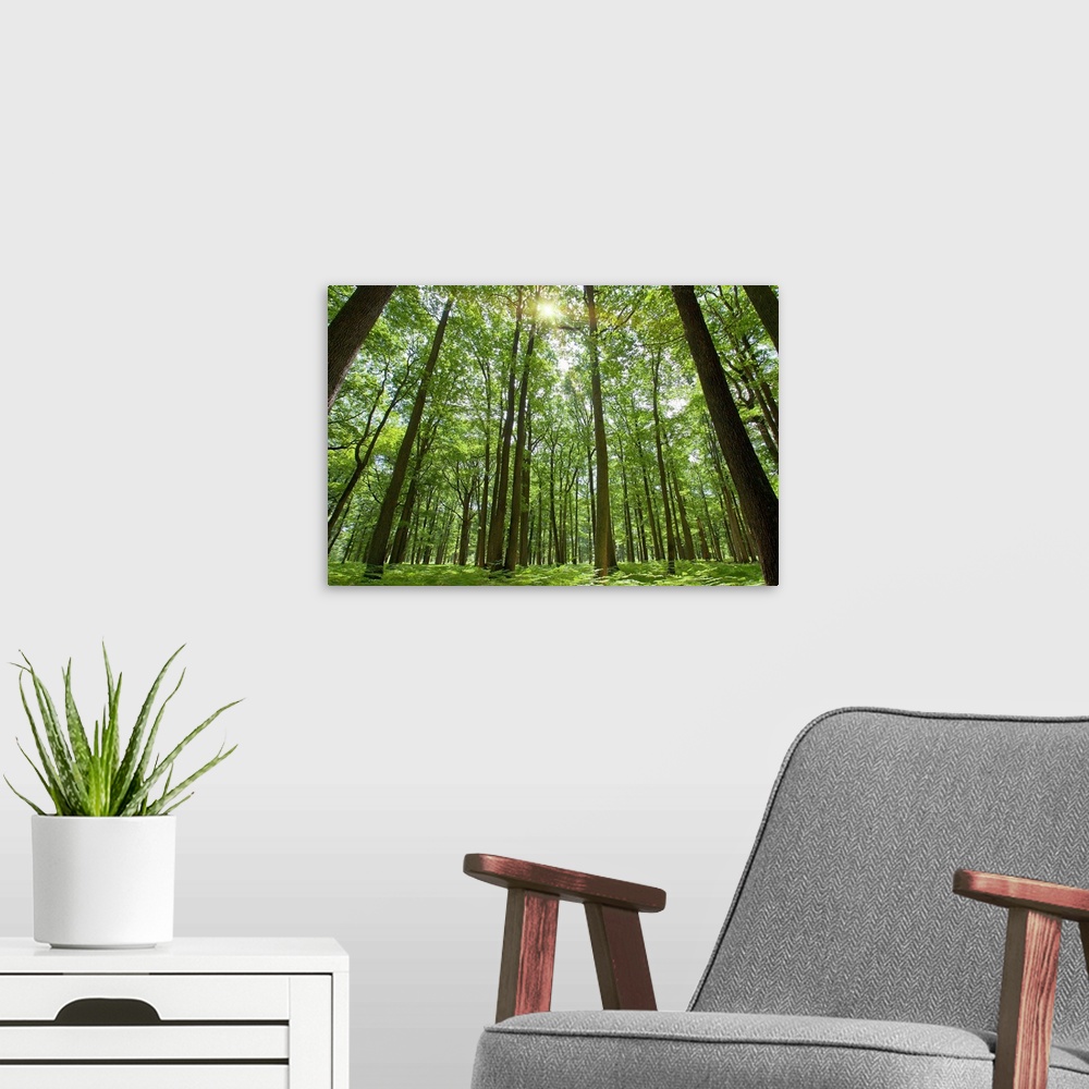 A modern room featuring Docor perfect for the home or office of a photograph taken inside a thick forest while looking up...