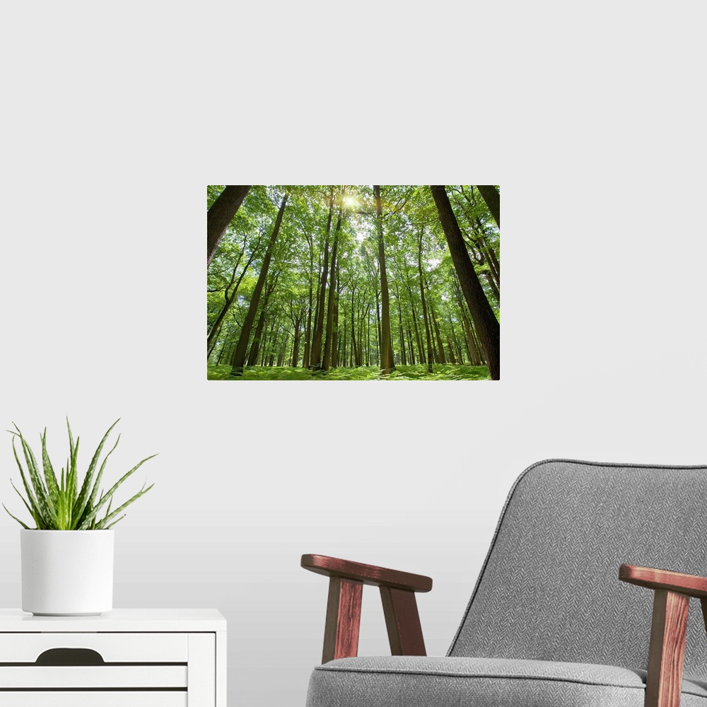 A modern room featuring Docor perfect for the home or office of a photograph taken inside a thick forest while looking up...