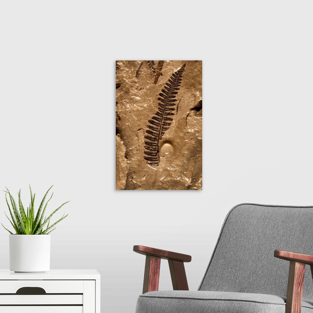 A modern room featuring A fossil fern, 300 million years old, found in the Vermillion Grove Coal Mine in Illinois where a...