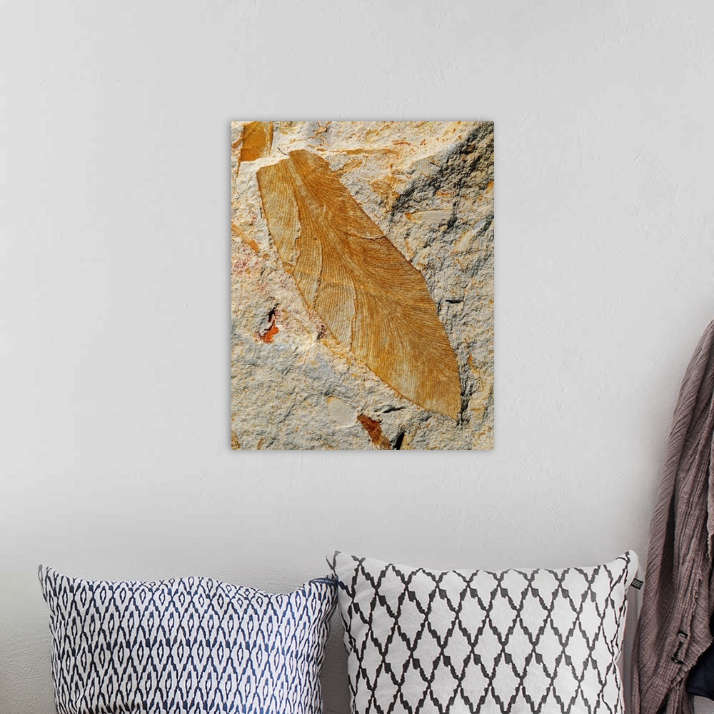 A bohemian room featuring A fossil leaf of a seed fern of the Glossopteris genus, from the Permian period, found in Australia.