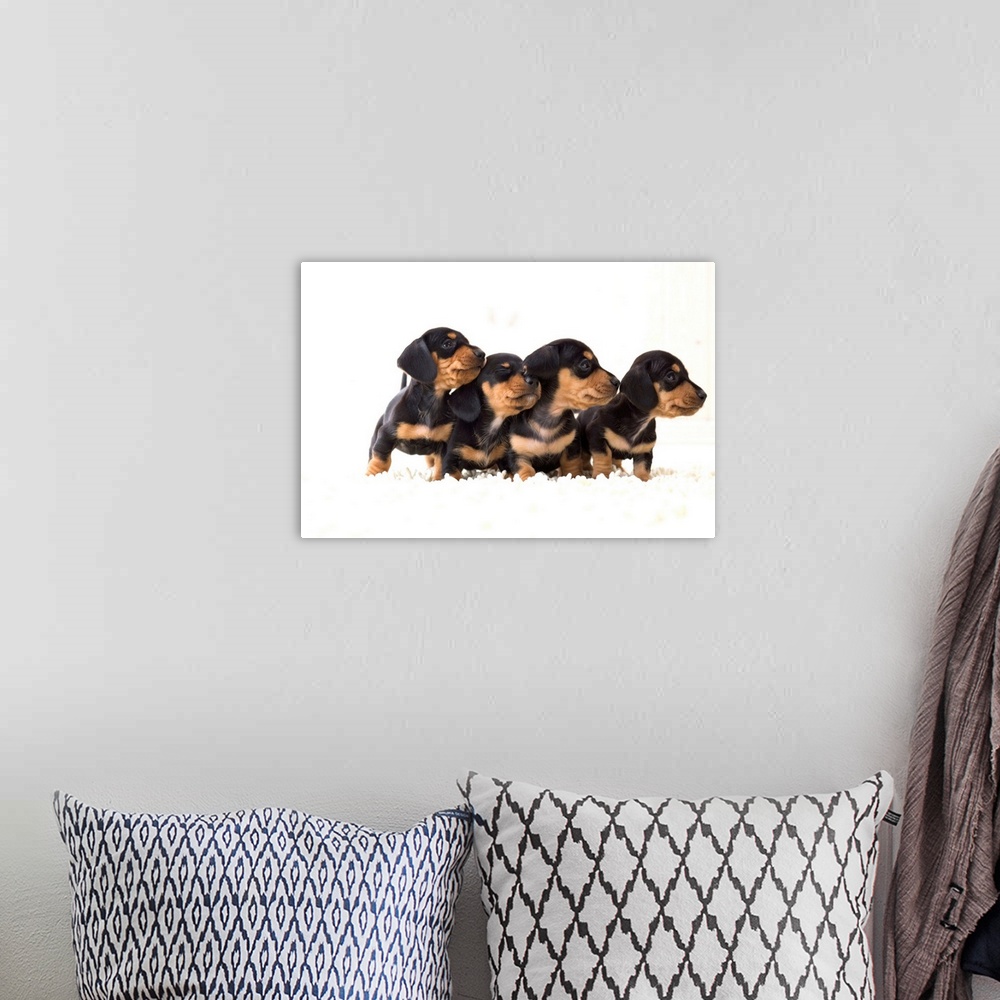 A bohemian room featuring Four dachshund puppies in a row