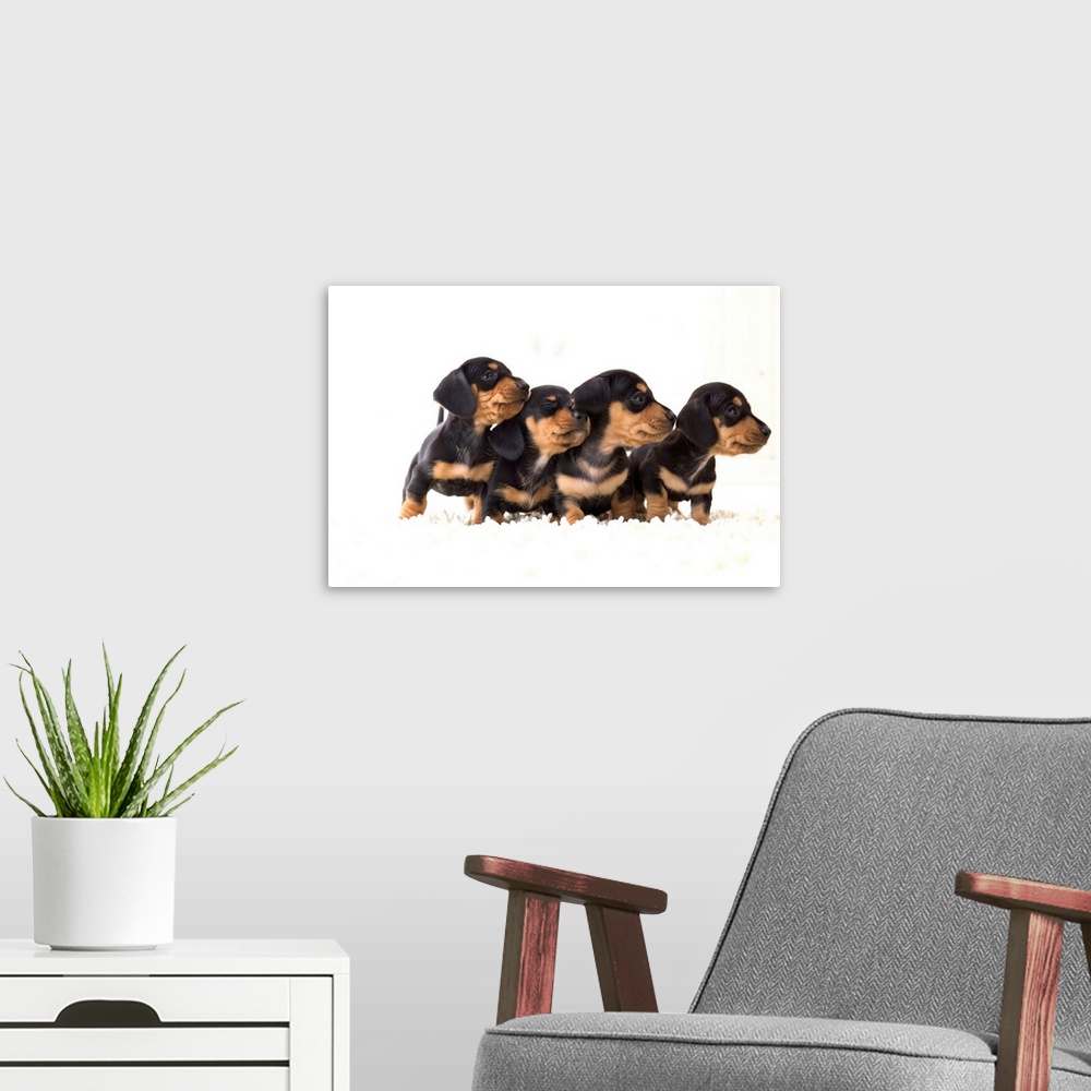 A modern room featuring Four dachshund puppies in a row