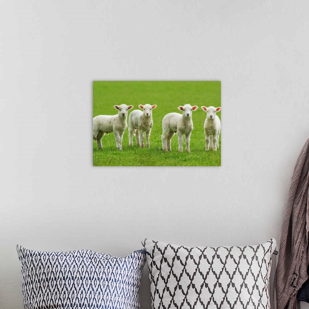 A bohemian room featuring Four Lambs In Green Field