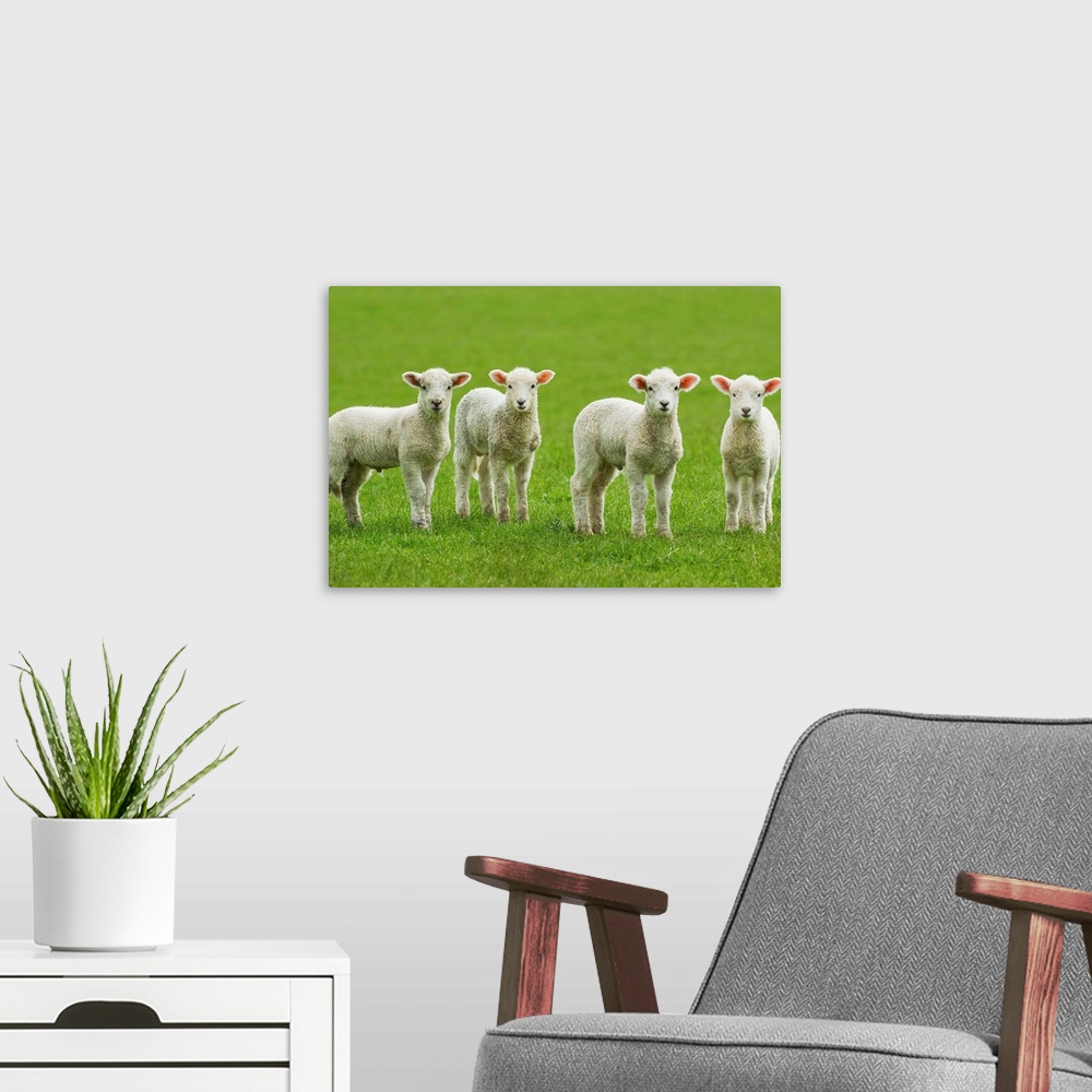 A modern room featuring Four Lambs In Green Field