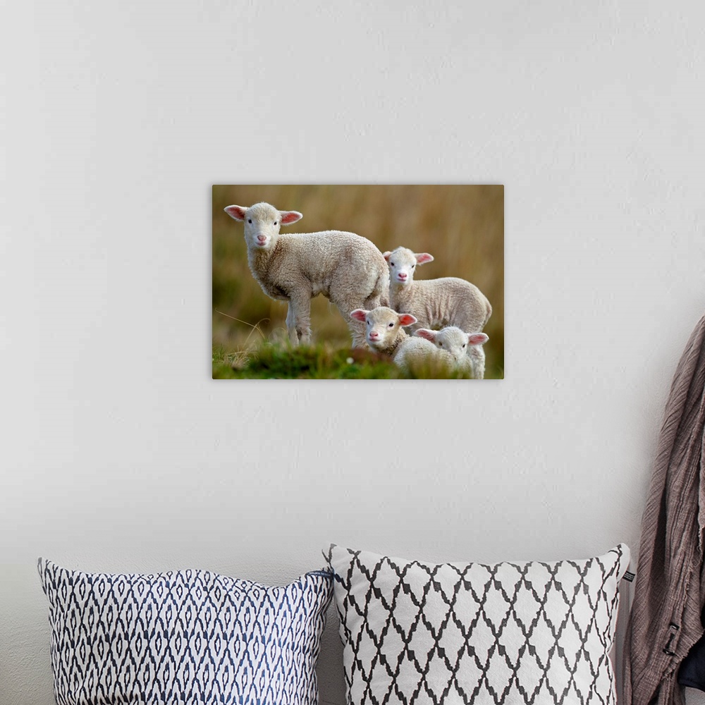 A bohemian room featuring Four little lambs.