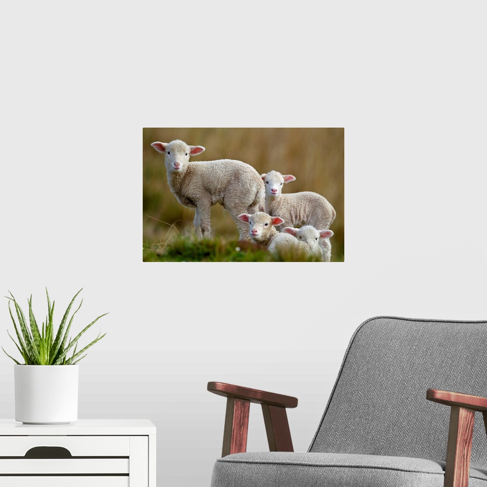 A modern room featuring Four little lambs.