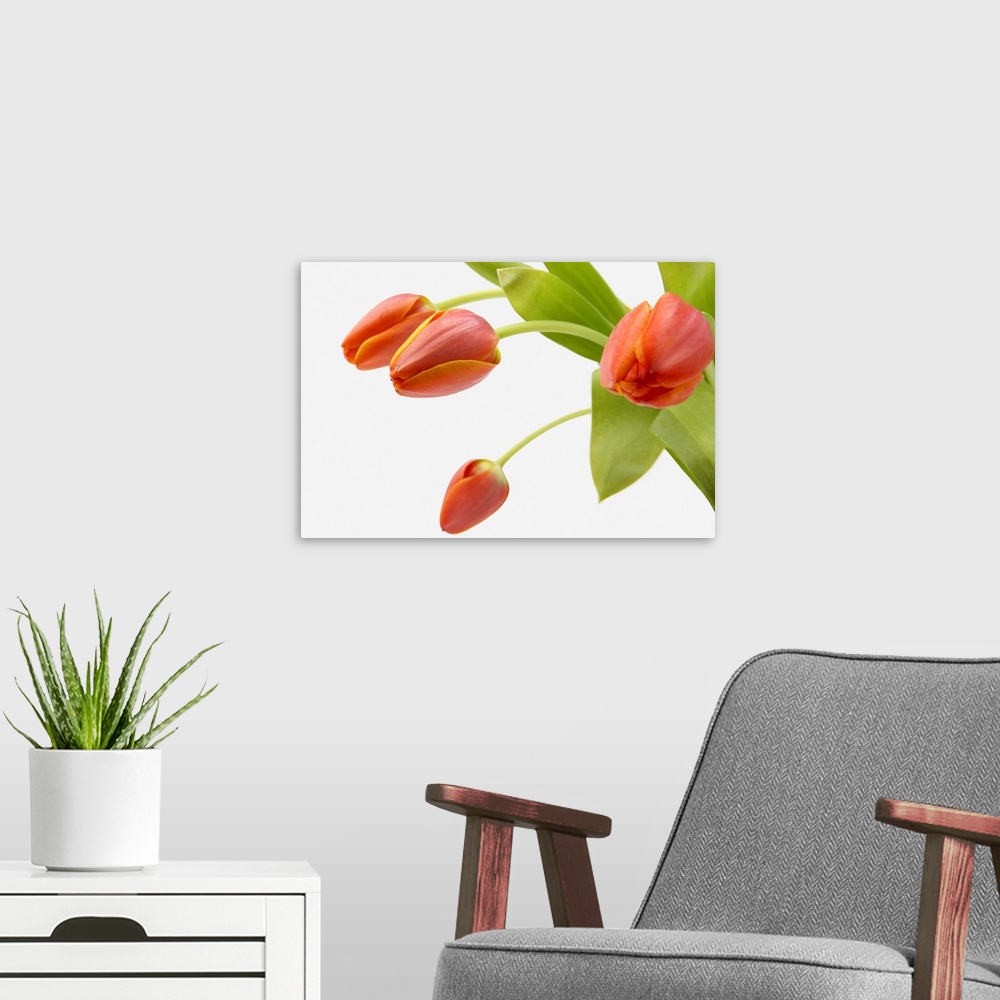 A modern room featuring Four Red Tulips