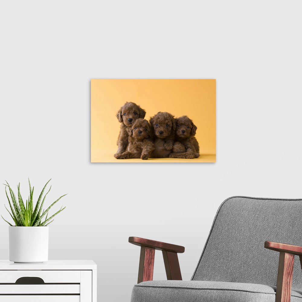 A modern room featuring Four Toy Poodle Puppies