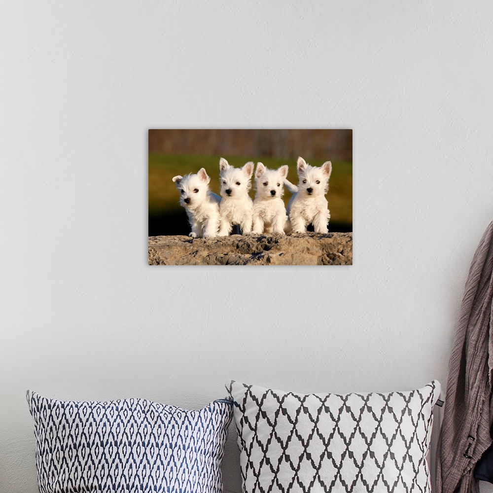 A bohemian room featuring Four westies on rock