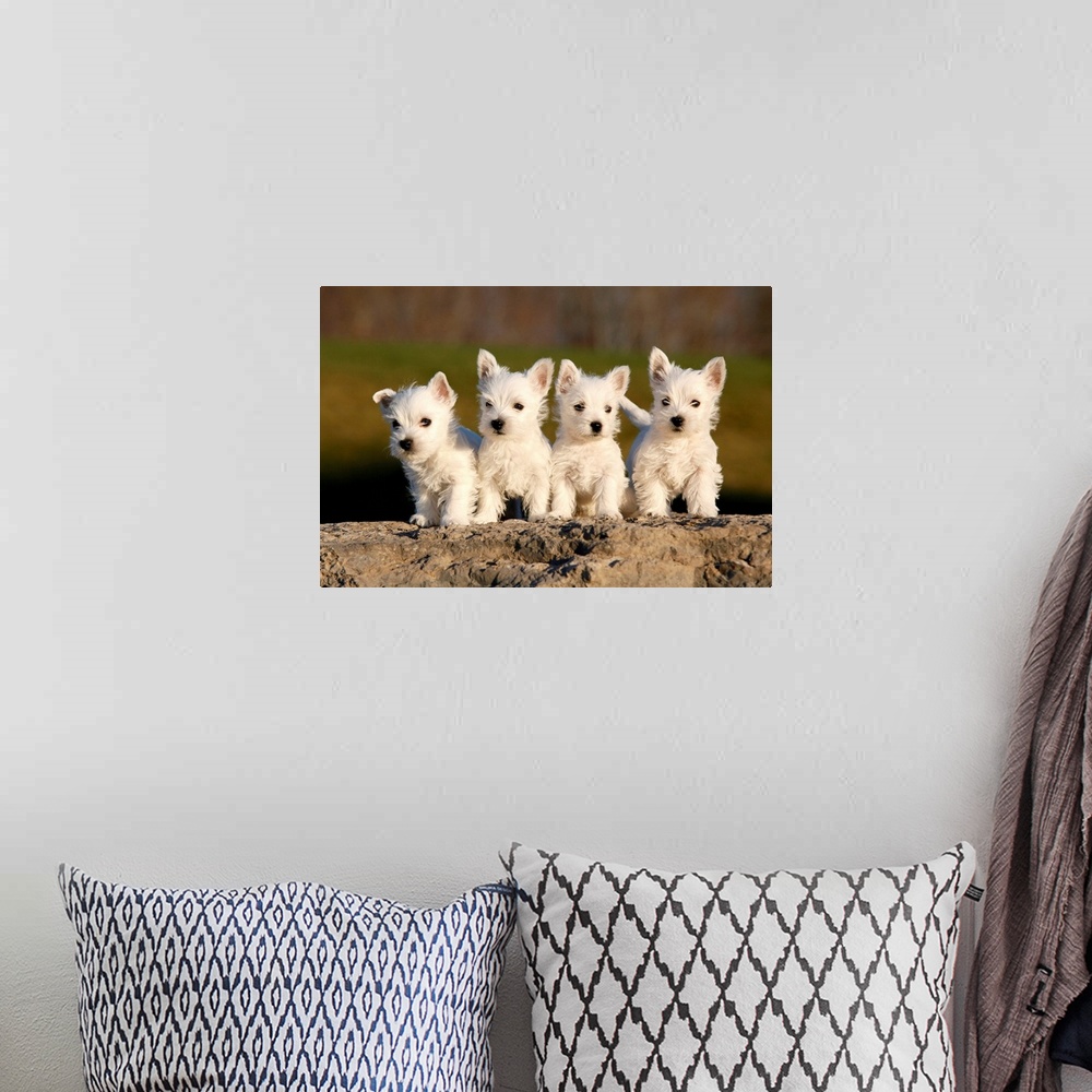 A bohemian room featuring Four westies on rock