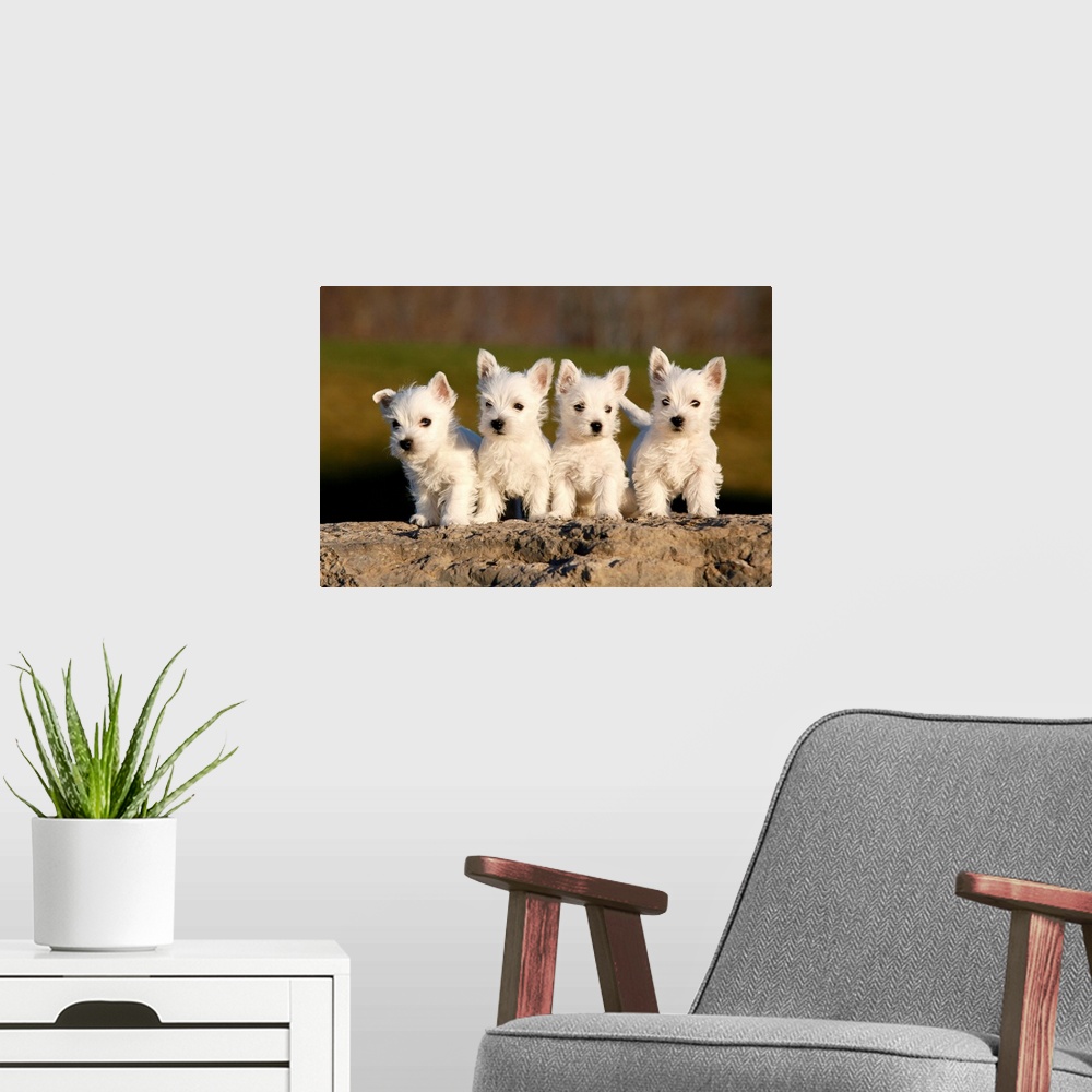A modern room featuring Four westies on rock