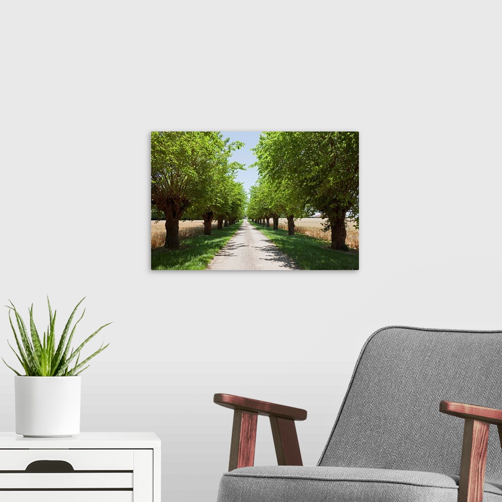 A modern room featuring France, Drome, Montvendre, Single lane road lined with trees