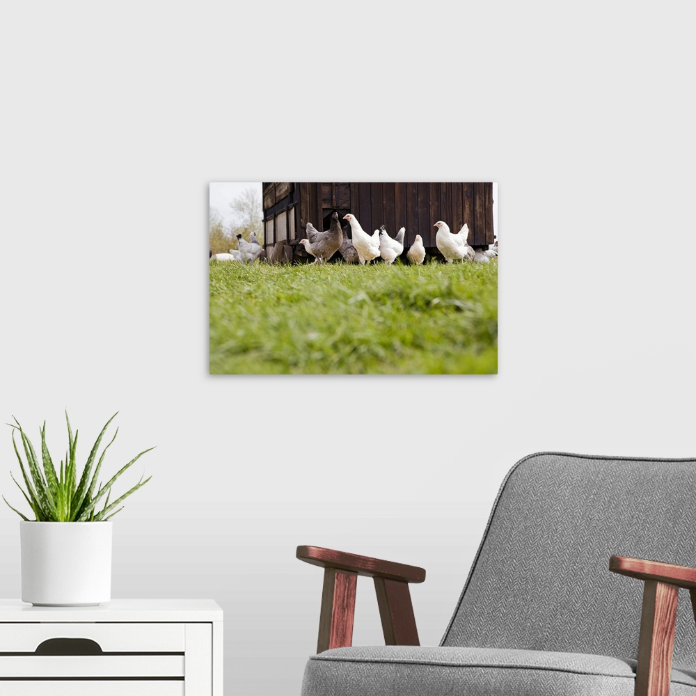 A modern room featuring Free range chickens