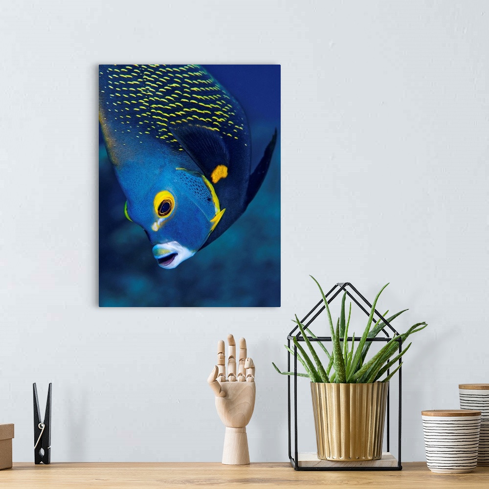 A bohemian room featuring Netherlands Antilles, Bonaire, Underwater view of French Angelfish (Pomacanthus paru) in Caribbea...