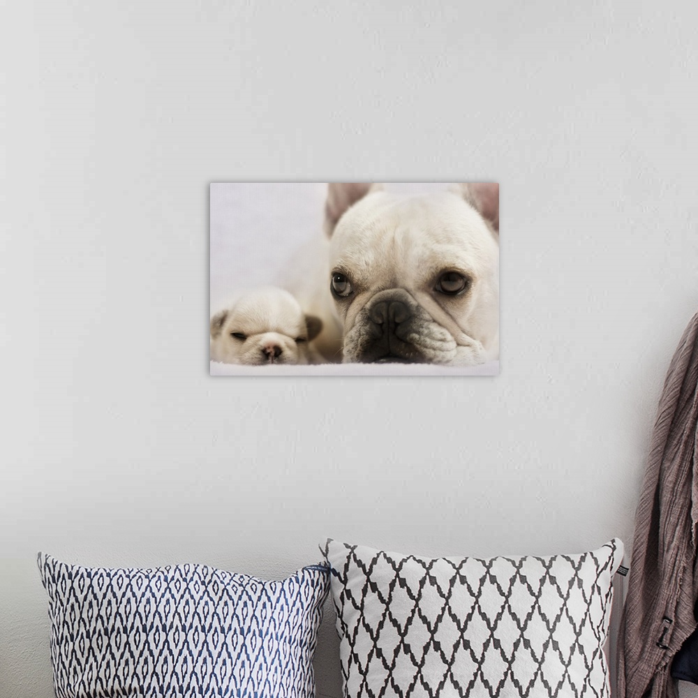 A bohemian room featuring French Bulldog lying with her baby.