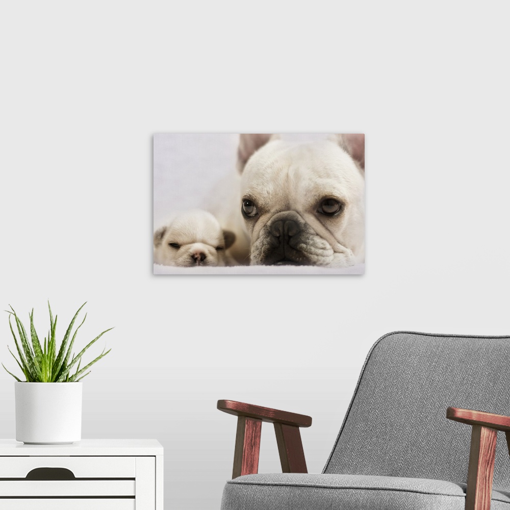 A modern room featuring French Bulldog lying with her baby.