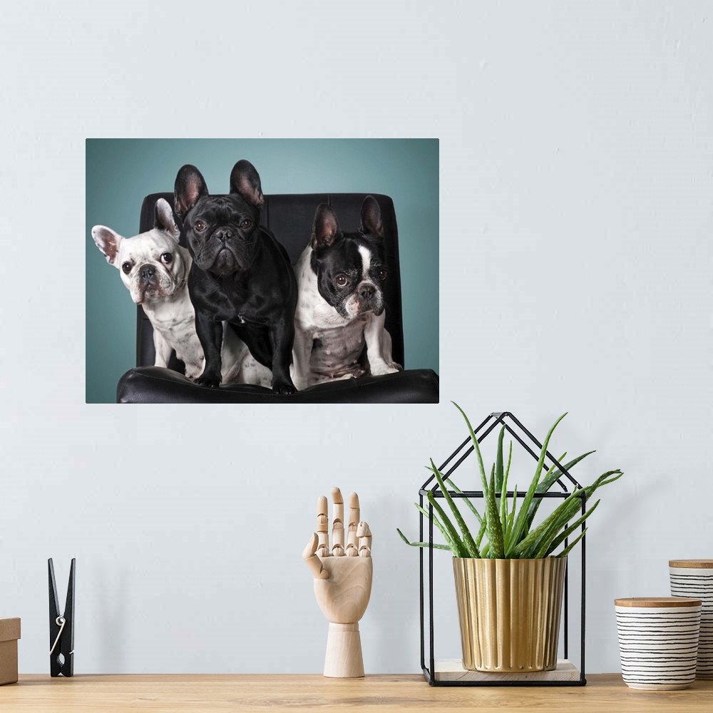 A bohemian room featuring French bulldog on the chair with blue background.