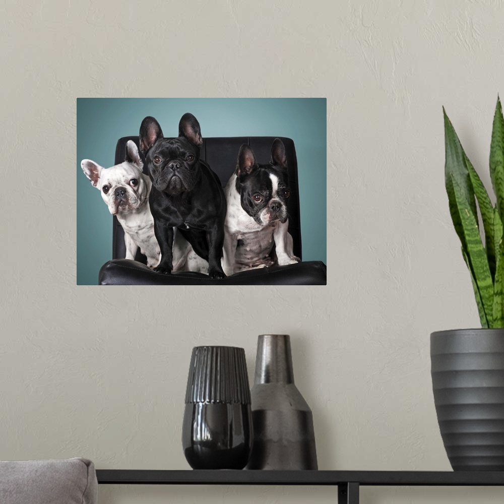A modern room featuring French bulldog on the chair with blue background.