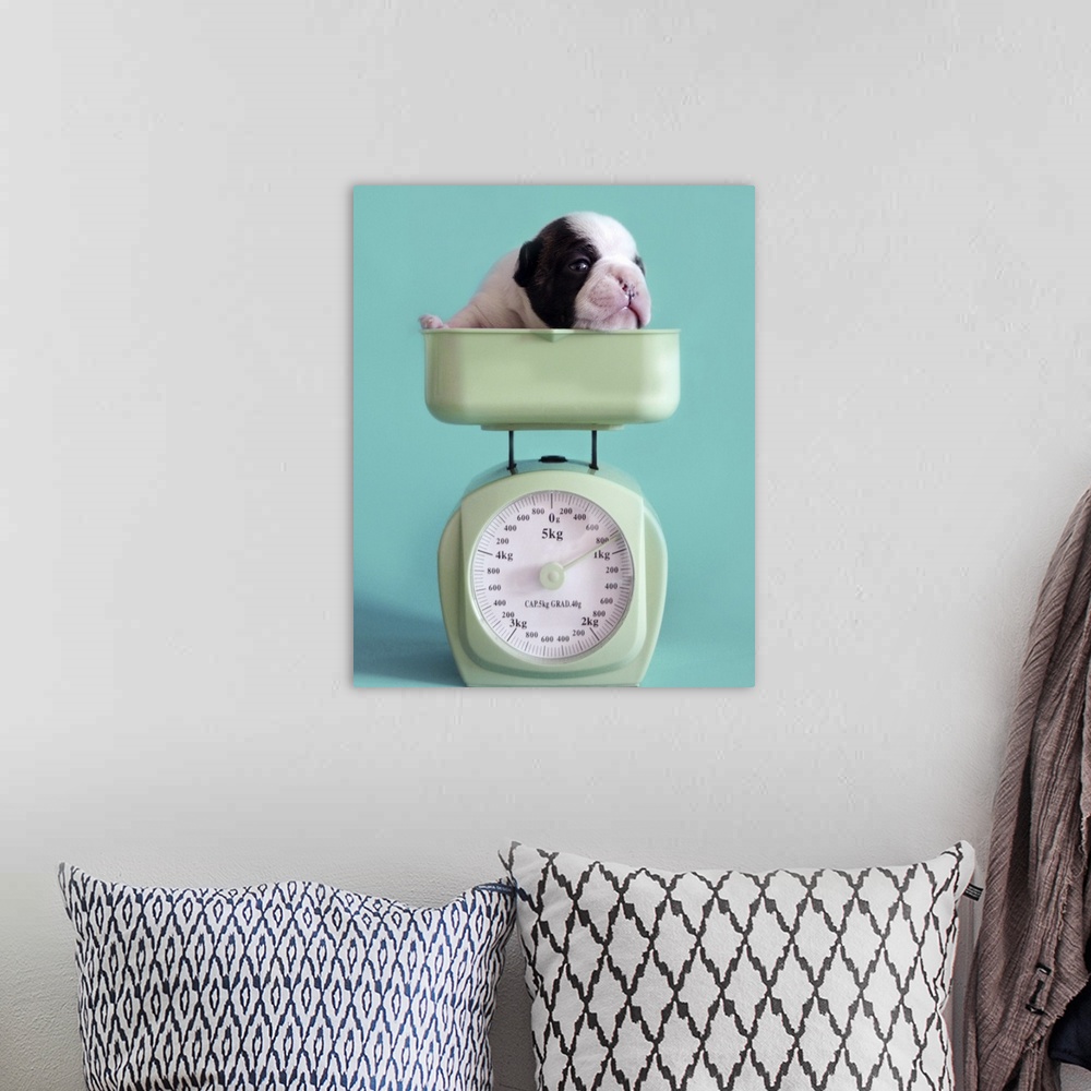 A bohemian room featuring French bulldog puppy checking weight.