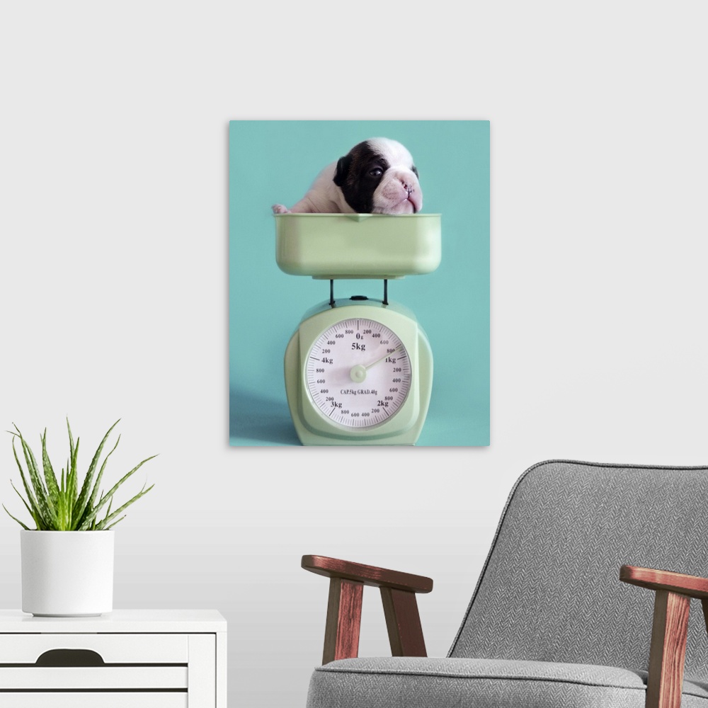 A modern room featuring French bulldog puppy checking weight.