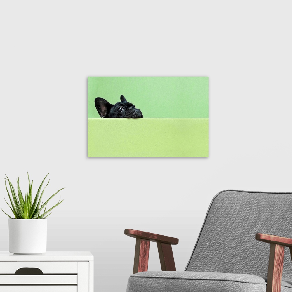 A modern room featuring French bulldog puppy peeking over a wall