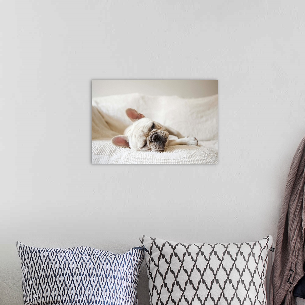 A bohemian room featuring Usa, New York State, New York City, Portrait of French Bulldog sleeping on sofa