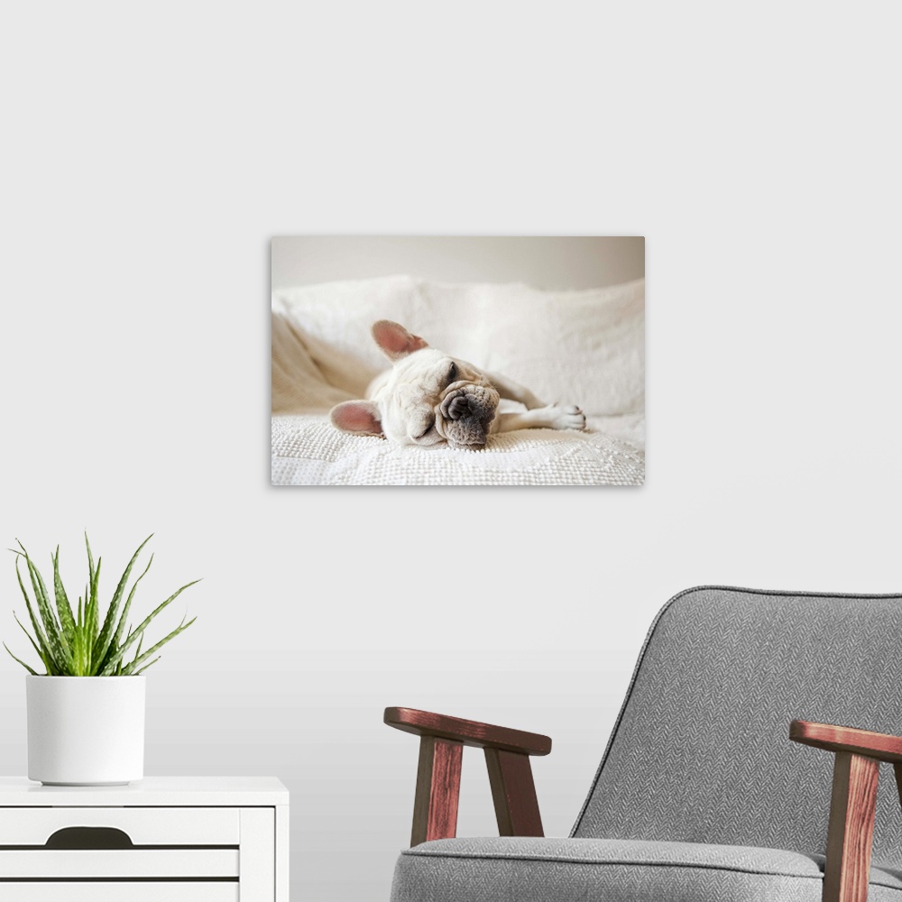 A modern room featuring Usa, New York State, New York City, Portrait of French Bulldog sleeping on sofa