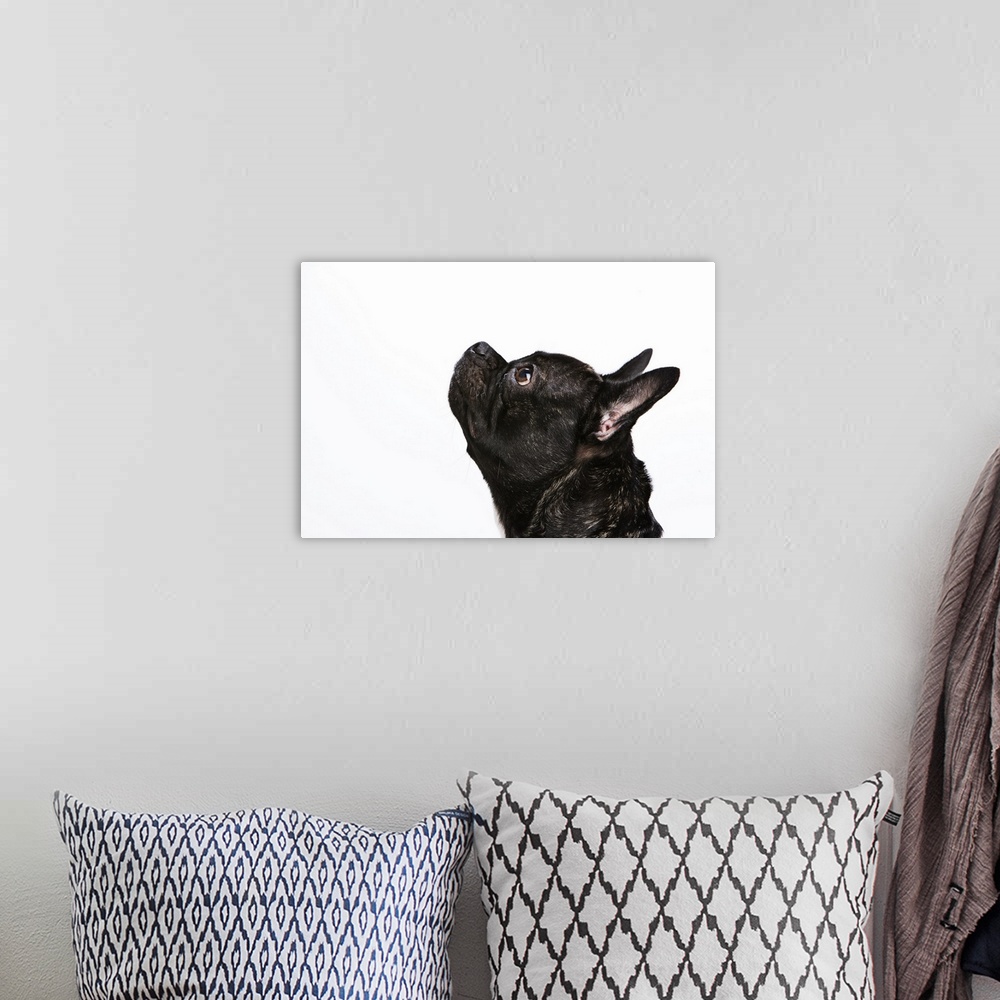 A bohemian room featuring Black French Bulldog with her ears and nose up, and an eager look on her face.