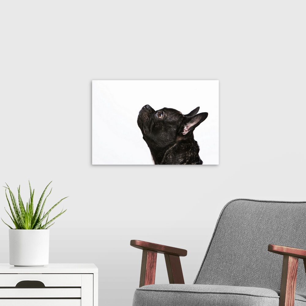 A modern room featuring Black French Bulldog with her ears and nose up, and an eager look on her face.