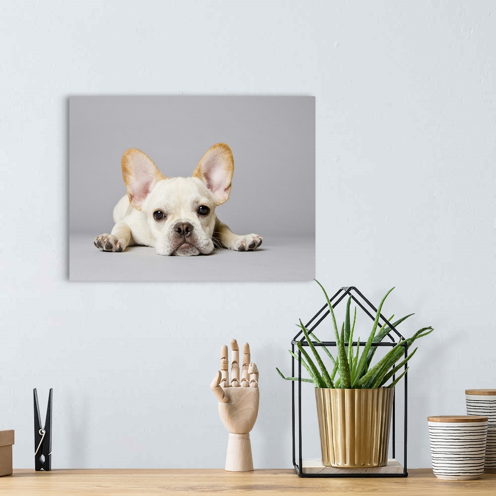 A bohemian room featuring French bulldog stretched out on the floor