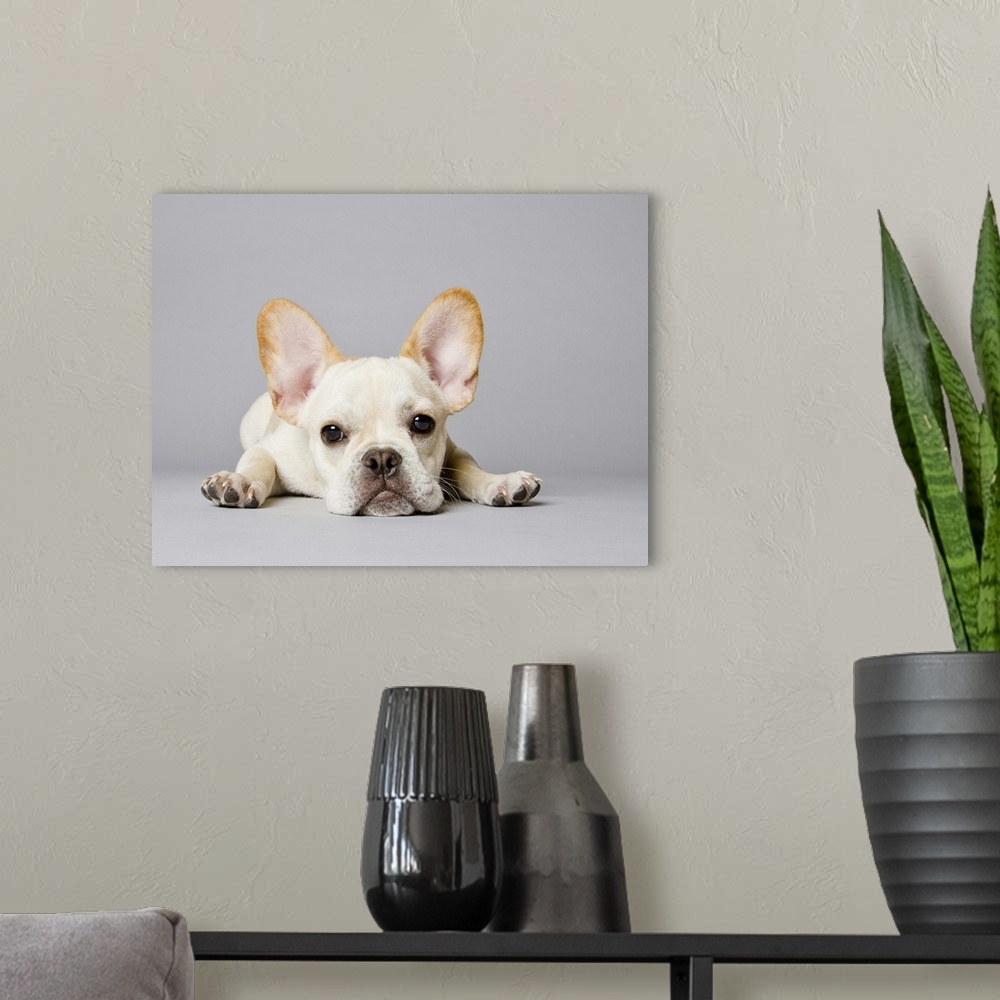 A modern room featuring French bulldog stretched out on the floor