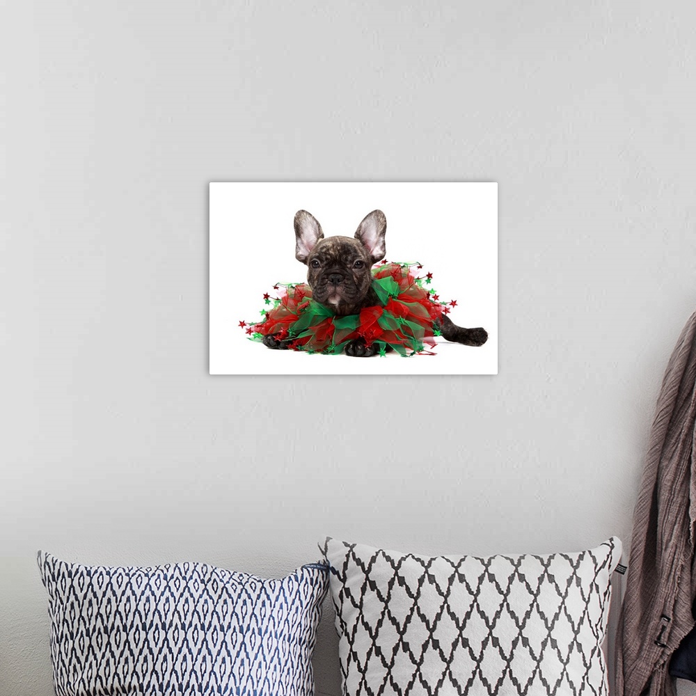 A bohemian room featuring Brindle French bulldog wearing a Christmas collar.
