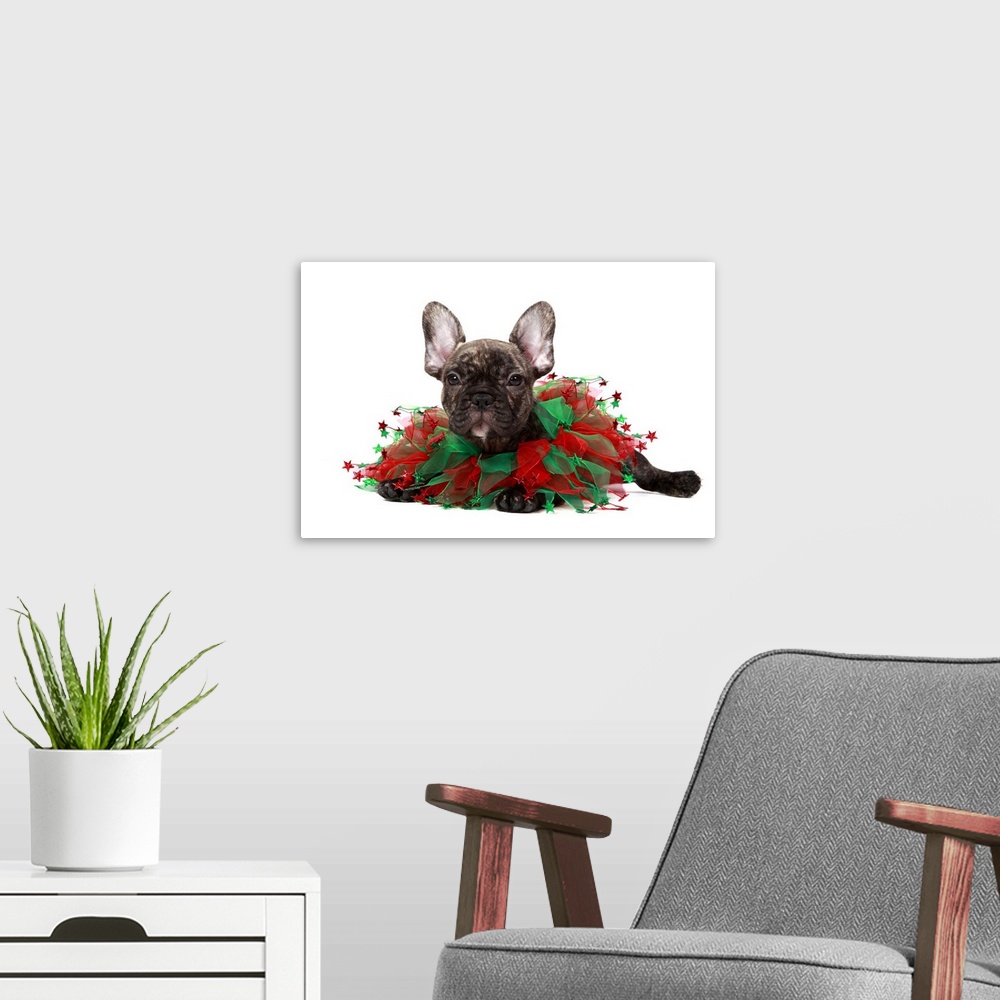 A modern room featuring Brindle French bulldog wearing a Christmas collar.