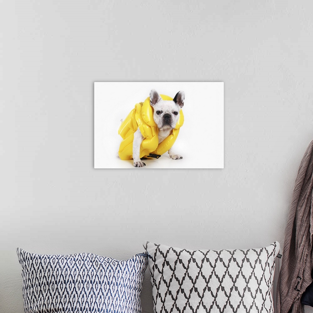 A bohemian room featuring French white bulldog  with yellow inflatable jacket against white background.