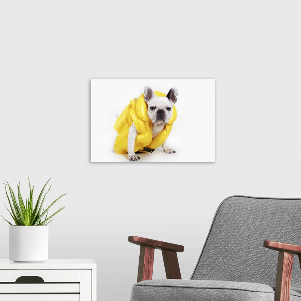 A modern room featuring French white bulldog  with yellow inflatable jacket against white background.