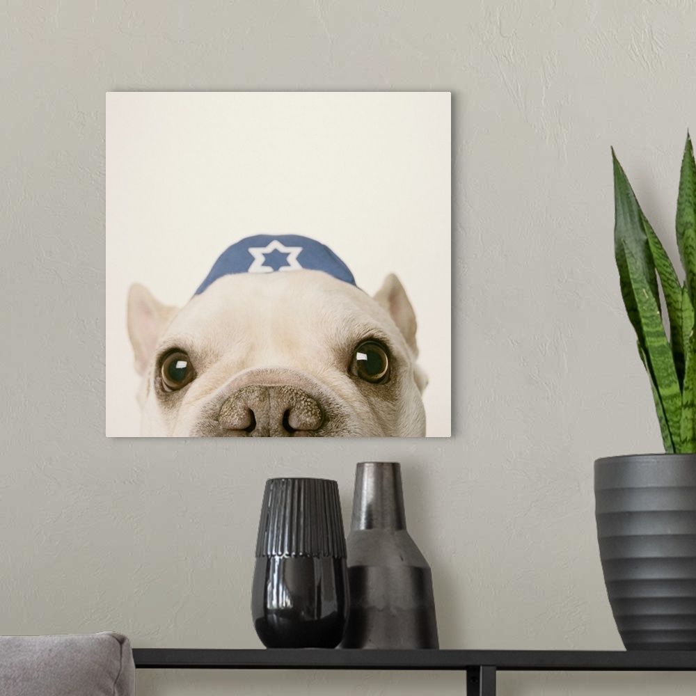 A modern room featuring French Bulldog wearing yarmulke on white background, close-up