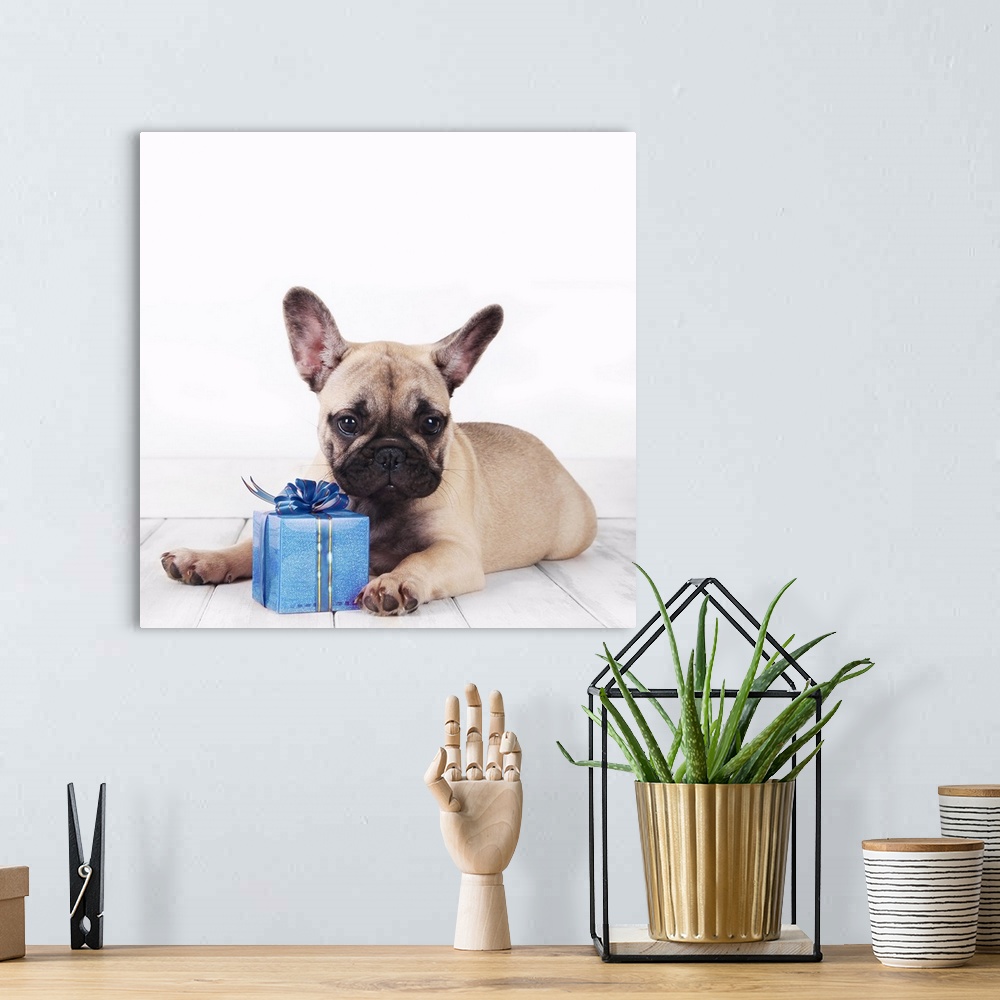 A bohemian room featuring French bulldog with a blue present