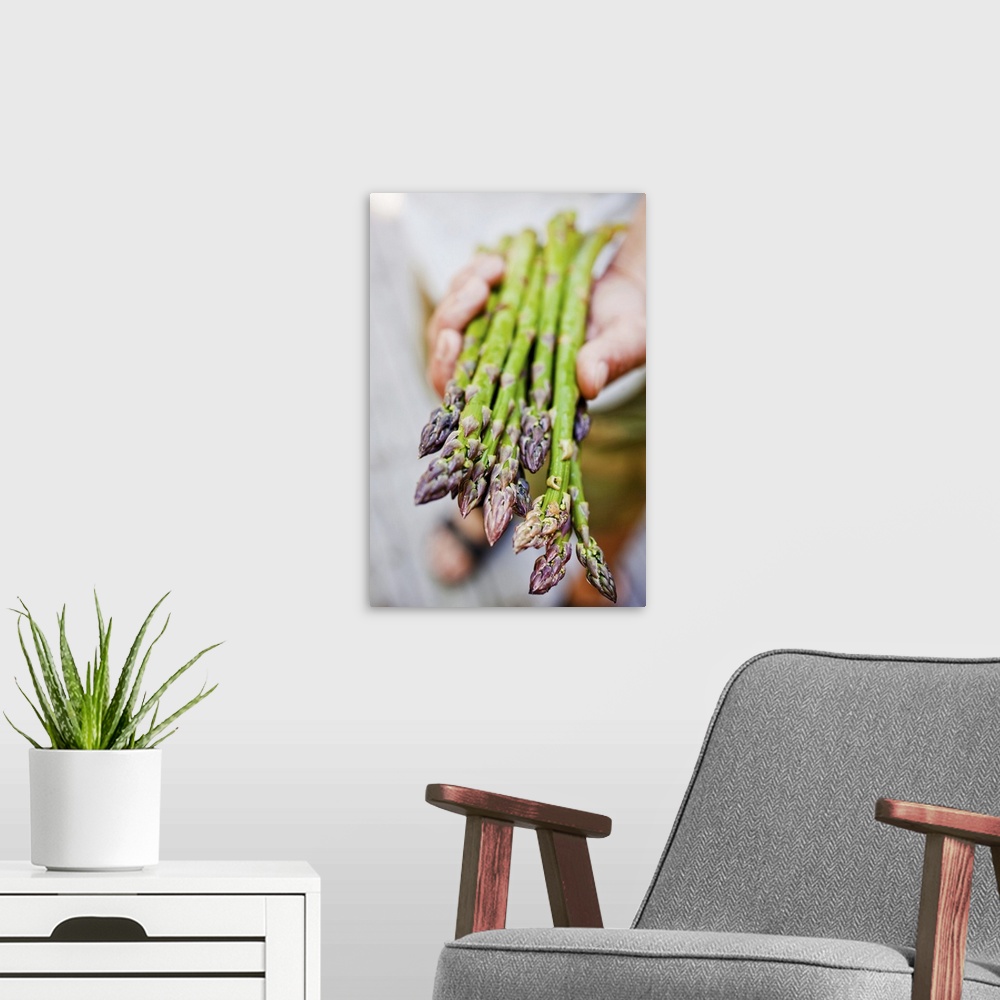 A modern room featuring Human hand holding fresh asparagus spears, close-up
