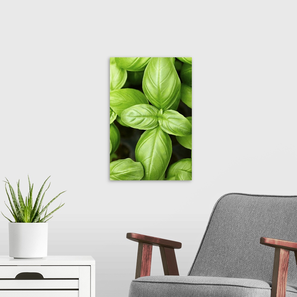 A modern room featuring Fresh basil leaves, close-up