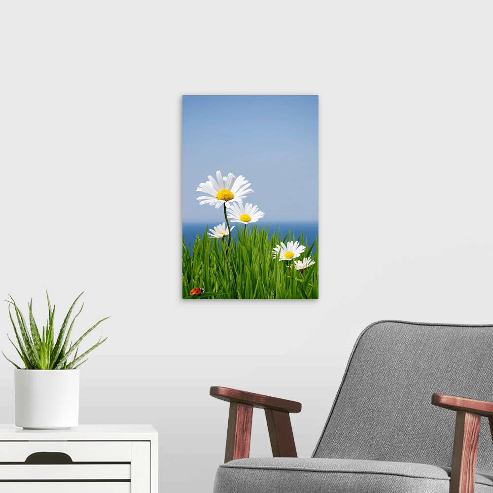 A modern room featuring Fresh spring daisies sitting on a cliff edge
