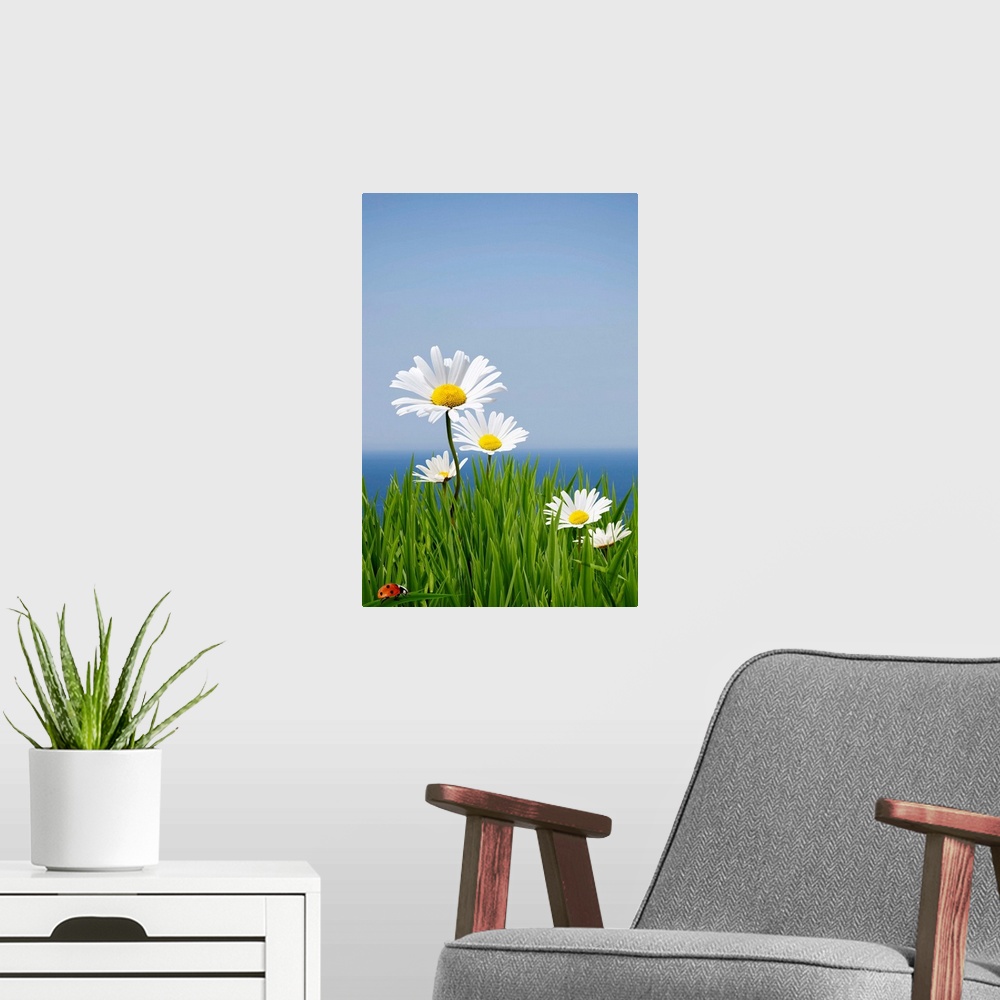 A modern room featuring Fresh spring daisies sitting on a cliff edge