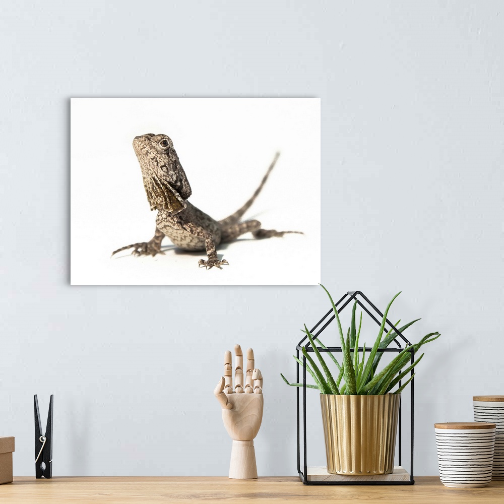 A bohemian room featuring Frilled dragon juvenile.