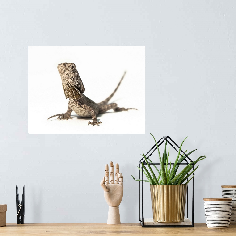 A bohemian room featuring Frilled dragon juvenile.
