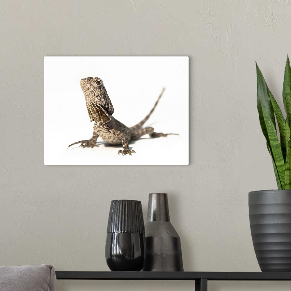 A modern room featuring Frilled dragon juvenile.